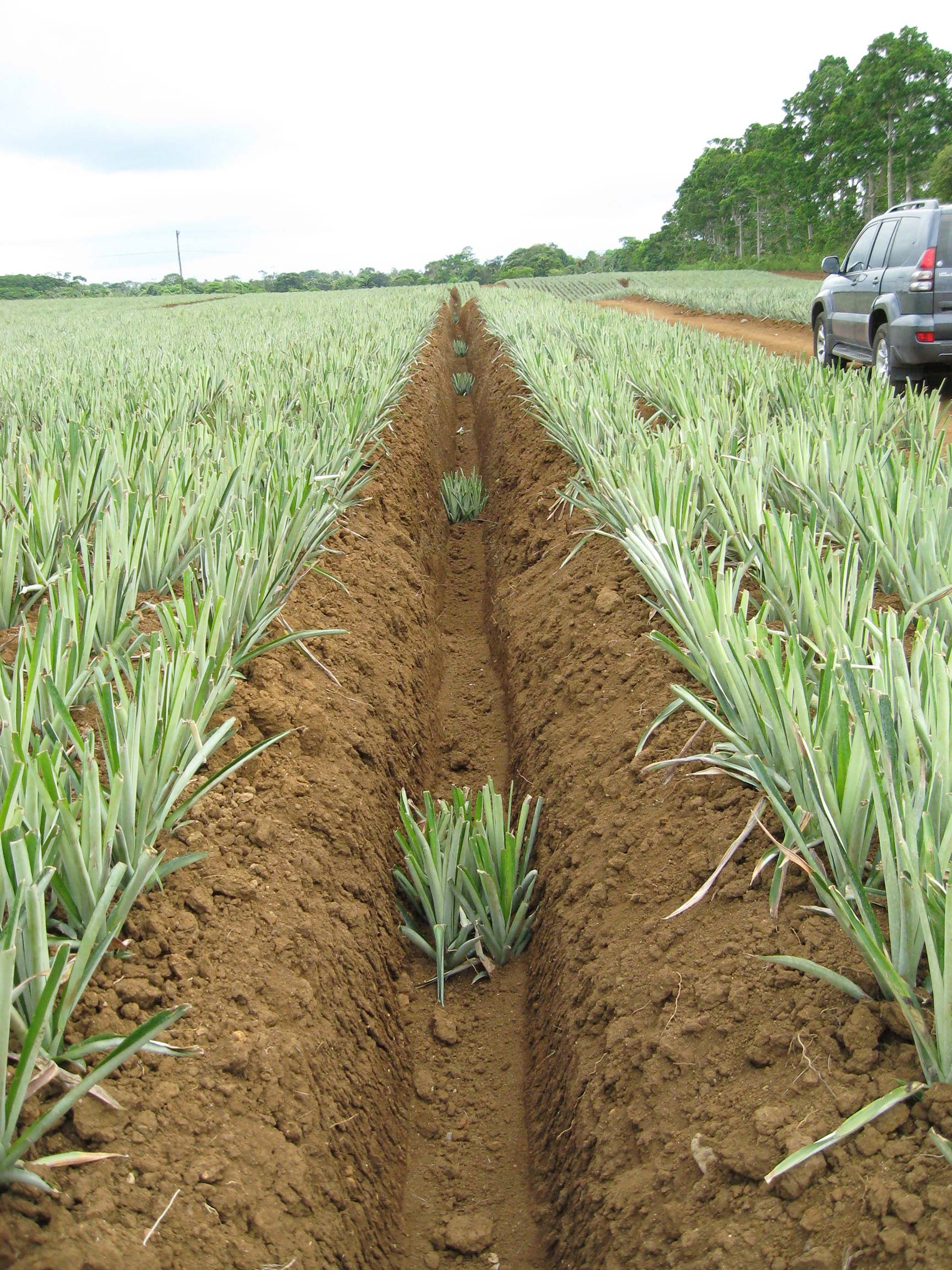 Drenajes y camas en piña