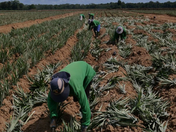 Trabajo agrícola en campo