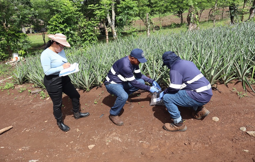 Análisis de suelo en cultivo de piña